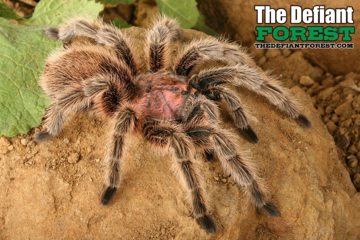 Chilean Rose Hair Tarantula, Grammostola rosea